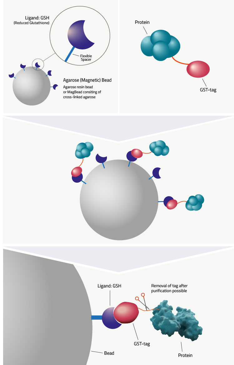 GSTTag Definition & Data